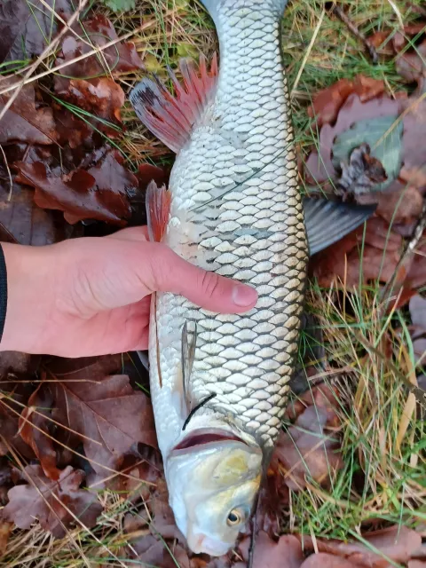 Döbel