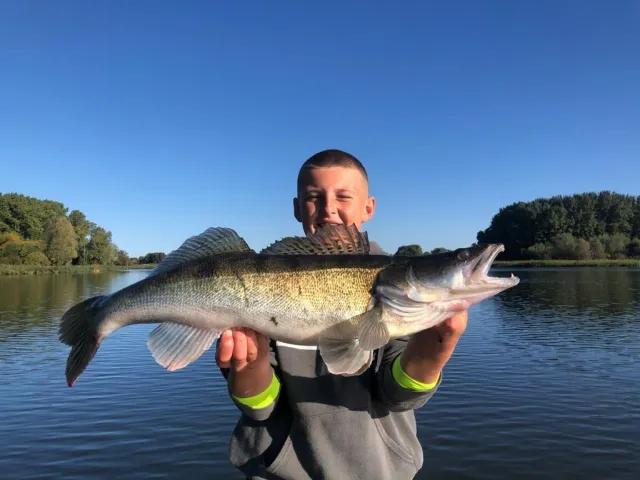 Zander