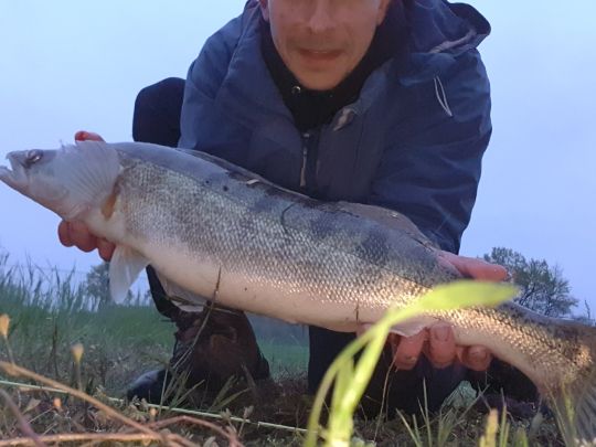 Zander