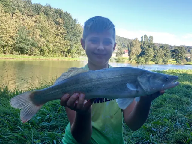 Zander