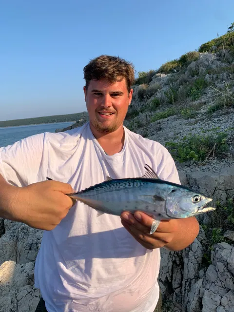 Bonito