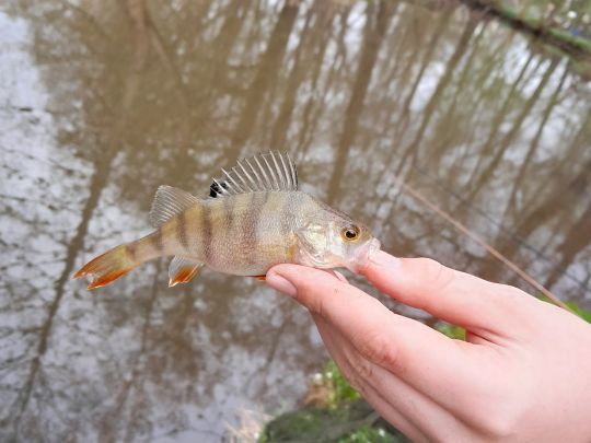Flussbarsch