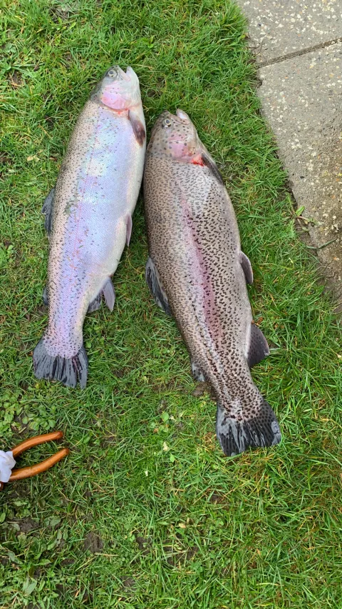 Regenbogenforelle