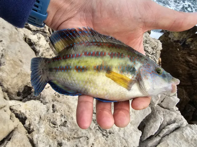 Lippfisch