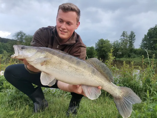 Zander