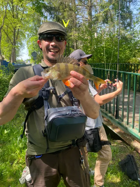 Flussbarsch