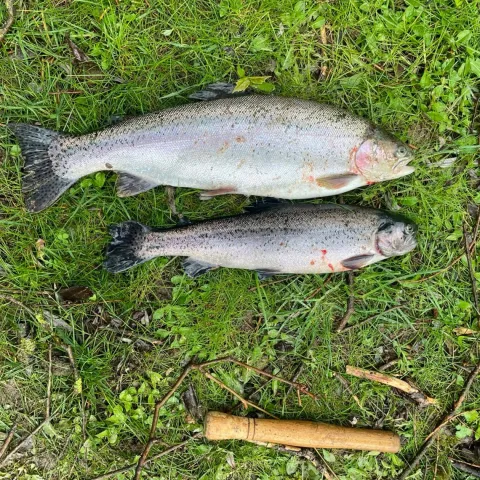 Regenbogenforelle