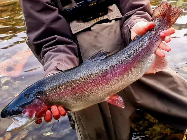 Regenbogenforelle