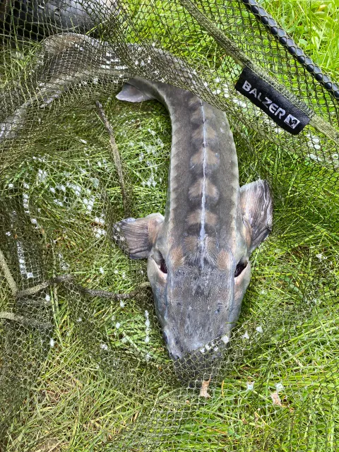 Stör