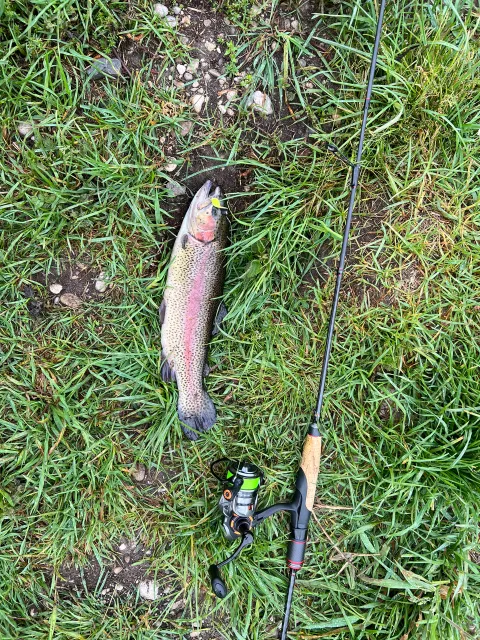 Regenbogenforelle