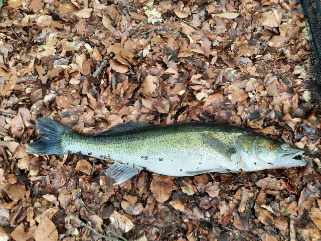 Zander