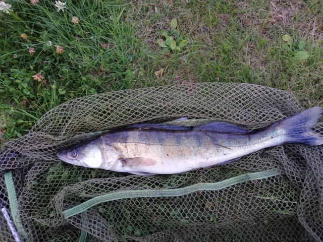 Zander