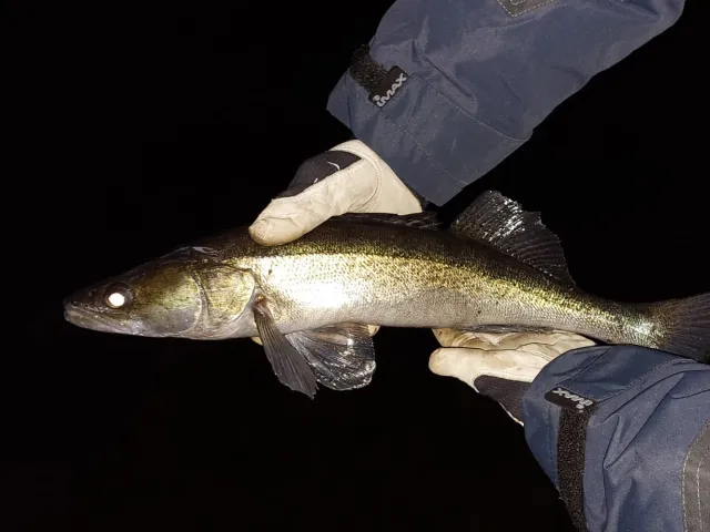 Zander