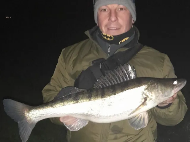 Zander
