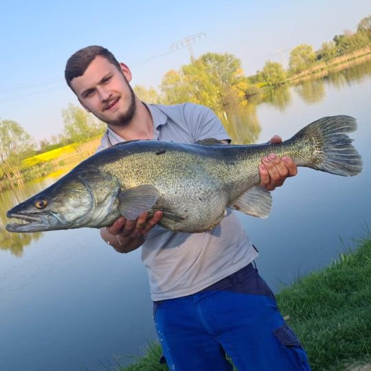 Zander
