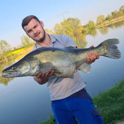 Zander