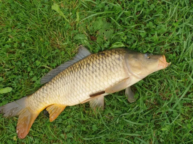 Karpfen