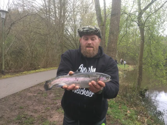 Regenbogenforelle