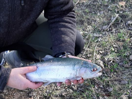 Regenbogenforelle