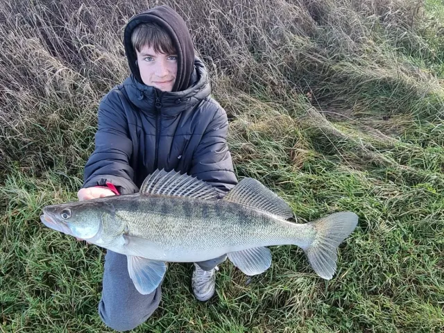 Zander