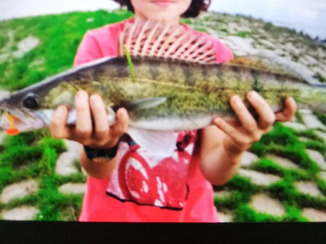 Zander