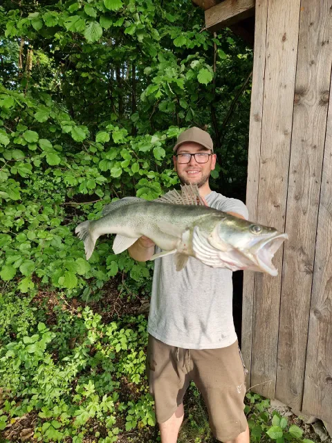 Zander