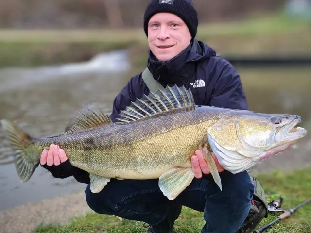 Zander