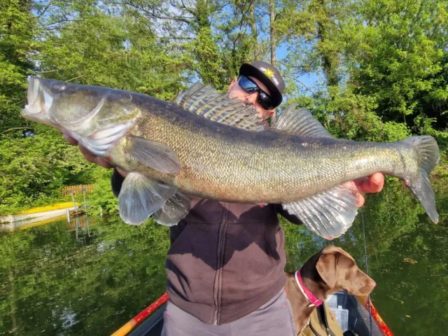 Zander