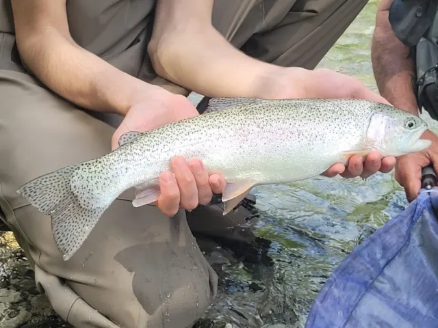 Regenbogenforelle