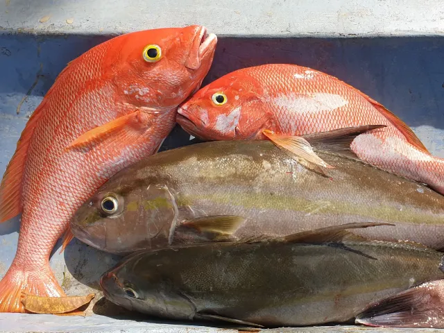 Amberjack