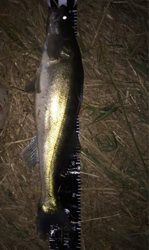 Zander
