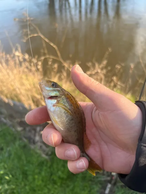Kaulbarsch