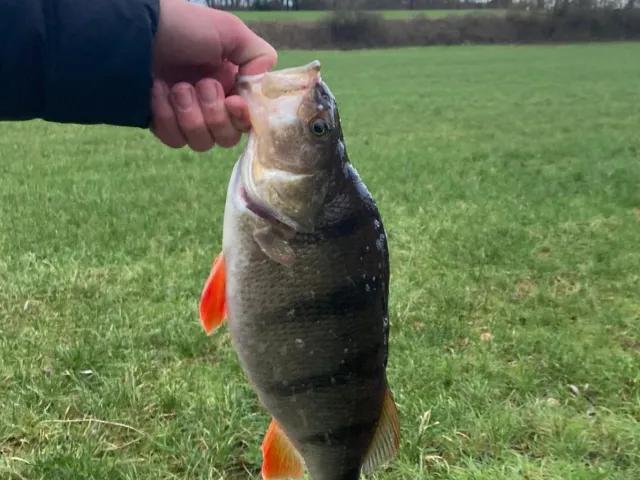 Flussbarsch