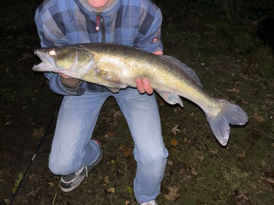 Zander