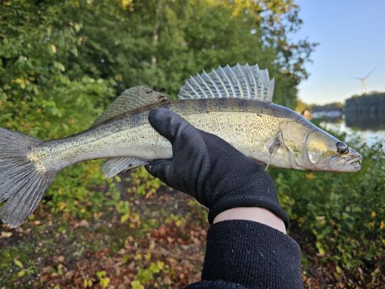 Zander