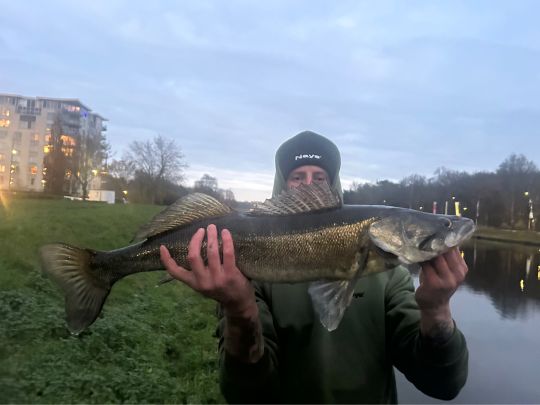 Zander