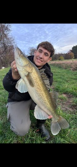 Zander