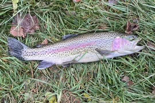 Regenbogenforelle