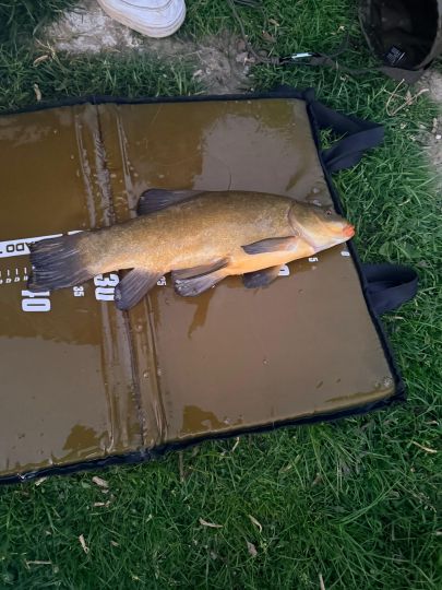 Schleie