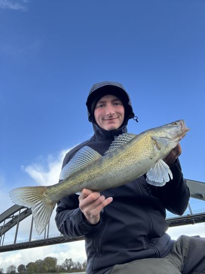 Zander