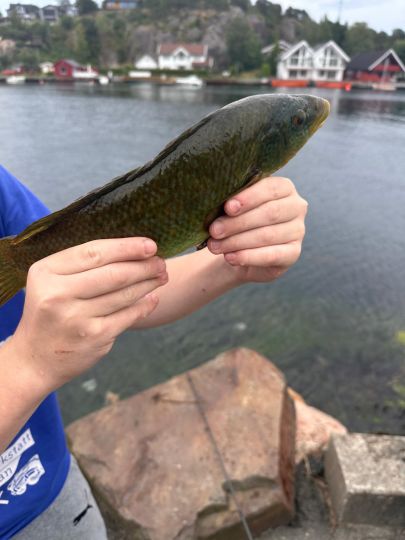 Lippfisch