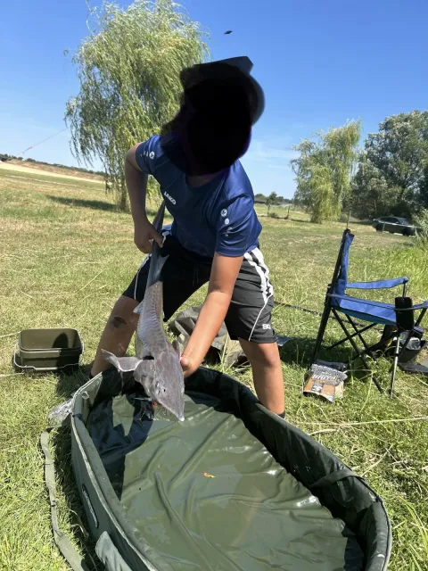 Stör