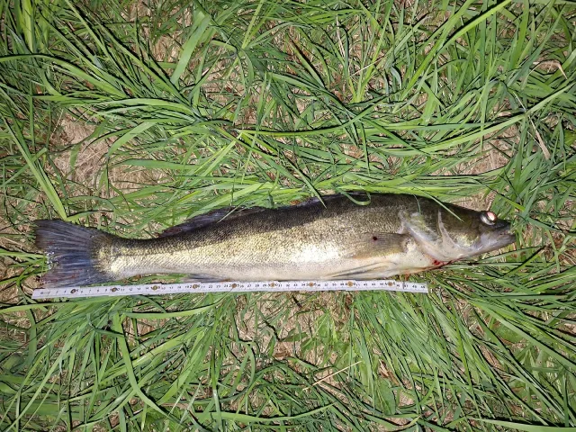 Zander