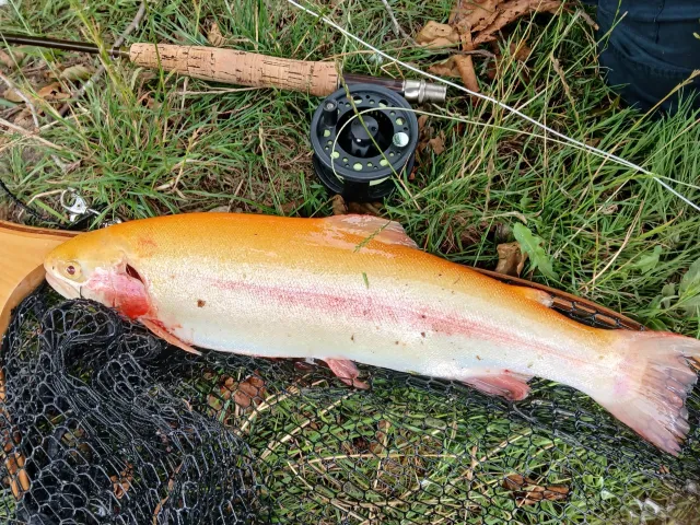 Regenbogenforelle