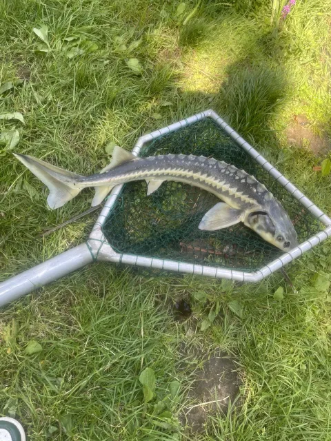 Stör