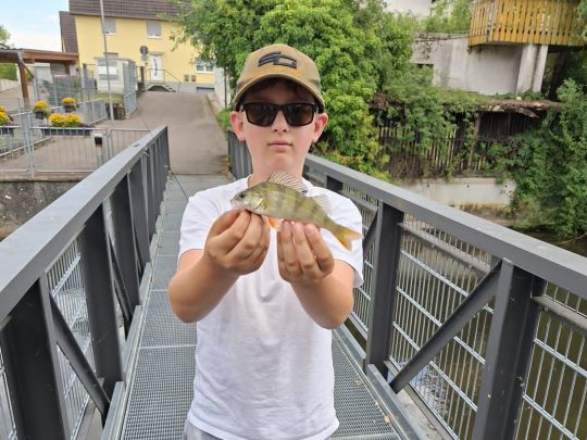 Flussbarsch
