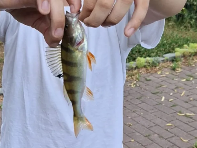 Flussbarsch