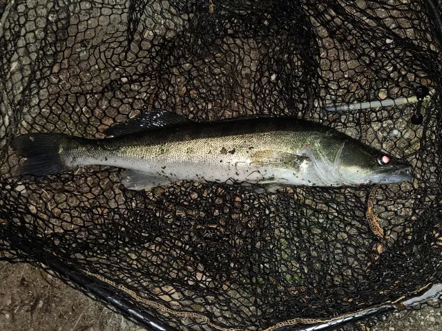 Zander