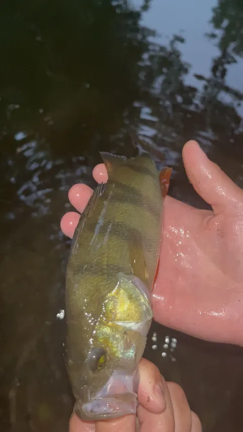 Flussbarsch