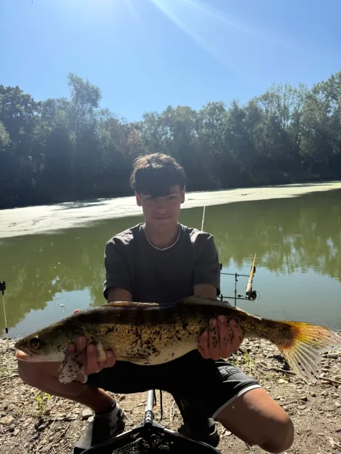 Zander